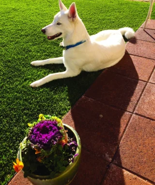 From rooftops to backyards, we deliver a beautiful, low-maintenance solution for any space.
-Rooftop retreats – Create modern, green lounging areas with stunning views.
-Putting greens – Enjoy a personal practice spot right at home.
-Front & back yards – Get a lush, clean lawn all year without mowing or watering.
-Pet-friendly spaces – Durable, safe, and perfect for your furry family members.
Upgrade your outdoor living with turf that stays green, clean, and effortless. 
#actglobal #turf