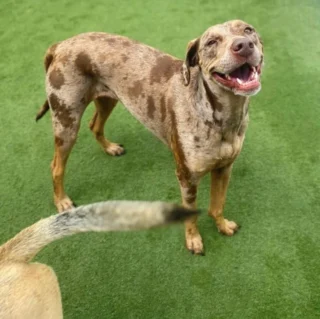 Turfscape pet turf keeps paws off cold concrete with a soft, mess-free surface your pets will love all year round. Message us for more information!
#Turfscape #ActGlobal